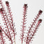 Lepidium Spray (Set of 12)