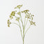 Wild Chervil Spray (Set of 12)