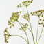 Wild Chervil Spray (Set of 12)