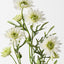 Gerbera Spray (Set of 12)