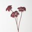 Heracleum Spray (Set of 12)