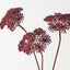 Heracleum Spray (Set of 12)