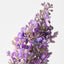 Lilac Spray (Set of 12)