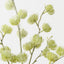 Thistle Spray (Set of 12)