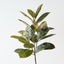 Rubber Leaf Bush (Set of 6)