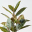 Rubber Leaf Bush (Set of 6)