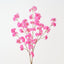 Apple Blossom (Set of 12)