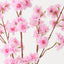 Apple Blossom (Set of 12)