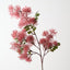 Smoke Bush Spray (Set of 12)