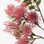 Smoke Bush Spray (Set of 12)