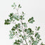 Myrtle Leaf Spray (Set of 6)