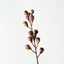 Fig Spray (Set of 12)