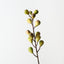 Fig Spray (Set of 12)