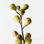 Fig Spray (Set of 12)