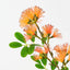 Chrysantha Spray (Set of 12)