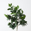 Ficus Bush