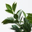 Ficus Bush