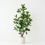 Fiddle Leaf Tree