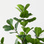 Fiddle Leaf Tree