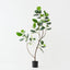 Rubber Tree