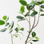 Rubber Tree