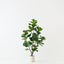 Fiddle Leaf Tree