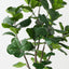 Fiddle Leaf Tree