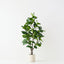 Fiddle Leaf Tree