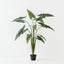 Alocasia Plant