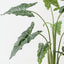 Alocasia Plant