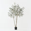 Olive Tree