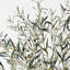 Olive Tree