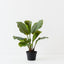 Calathea Plant (Set of 2 )