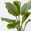 Calathea Plant (Set of 2 )