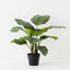 Calathea Plant (Set of 2 )