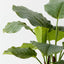Calathea Plant (Set of 2 )
