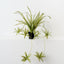 Spider Plant (Set of 6 )