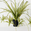 Spider Plant (Set of 6 )