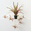 Spider Plant (Set of 6 )