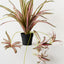 Spider Plant (Set of 6 )