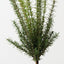 Rosemary Bush (Set of 6)
