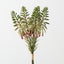 Agave Flowering Bundle (Set of 6)