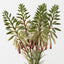 Agave Flowering Bundle (Set of 6)