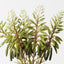Agave Flowering Bundle (Set of 6)
