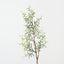 Senecio Spray (Set of 12)