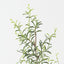 Senecio Spray (Set of 12)