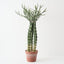 Crown Cactus Plant