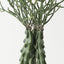 Crown Cactus Plant