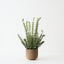 Rosemary Plant