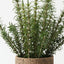 Rosemary Plant